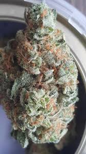 Queen Mother Goji Strain