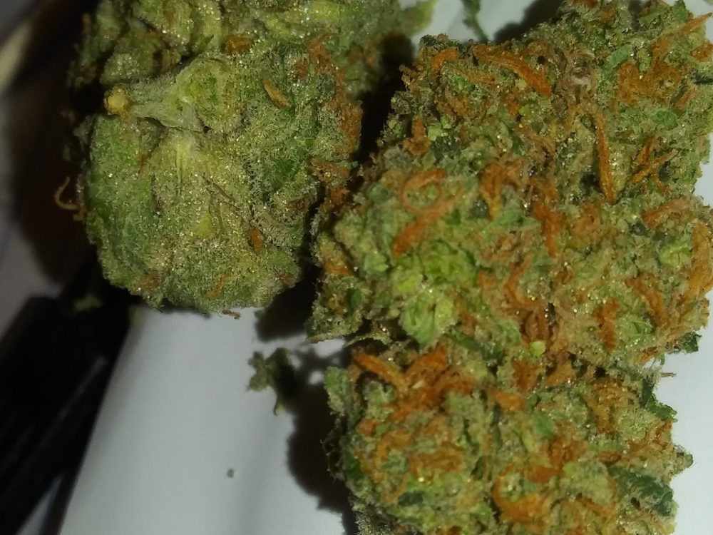 Queen Mother Strain