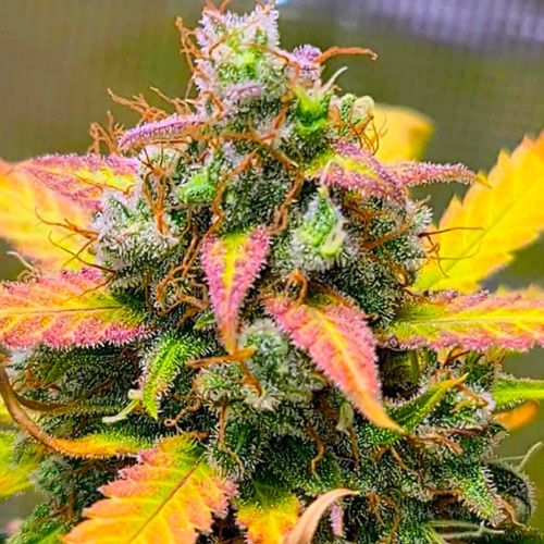 Strawberry Banana Strain