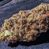 Tangie Cookies Strain
